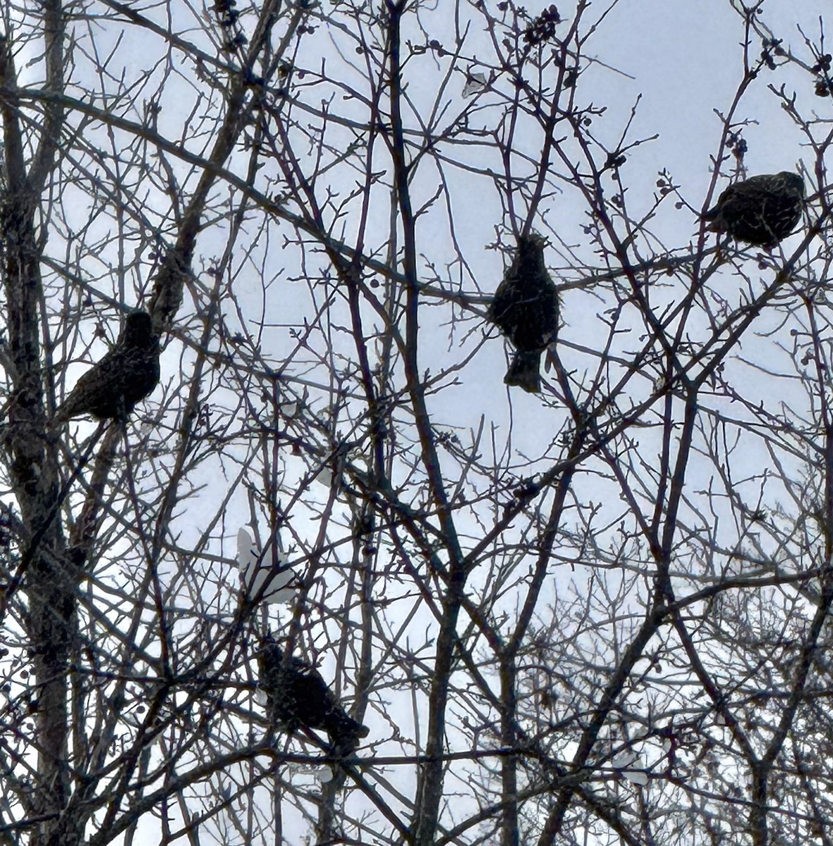 European Starling - ML646426832