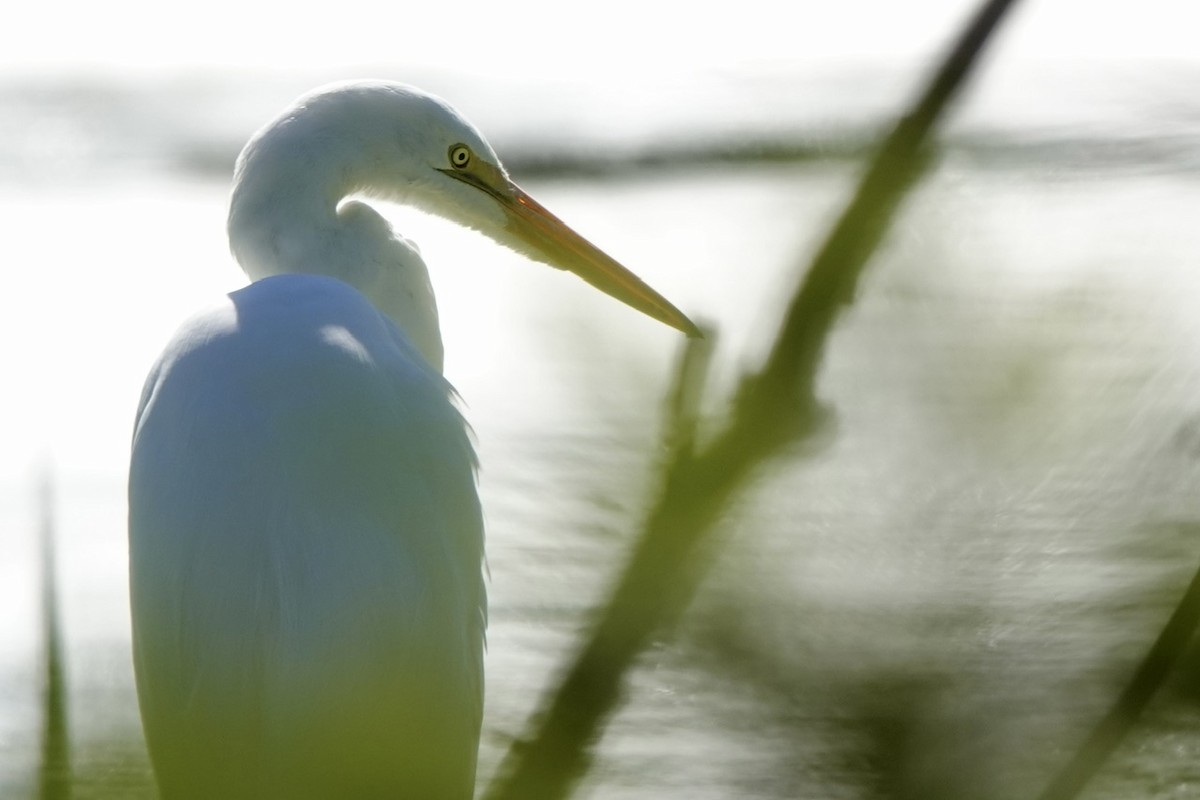 ダイサギ - ML646426833