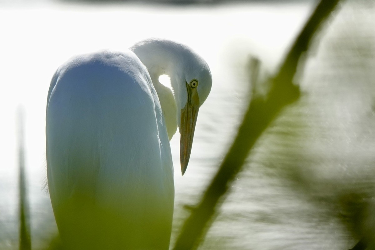 ダイサギ - ML646426834