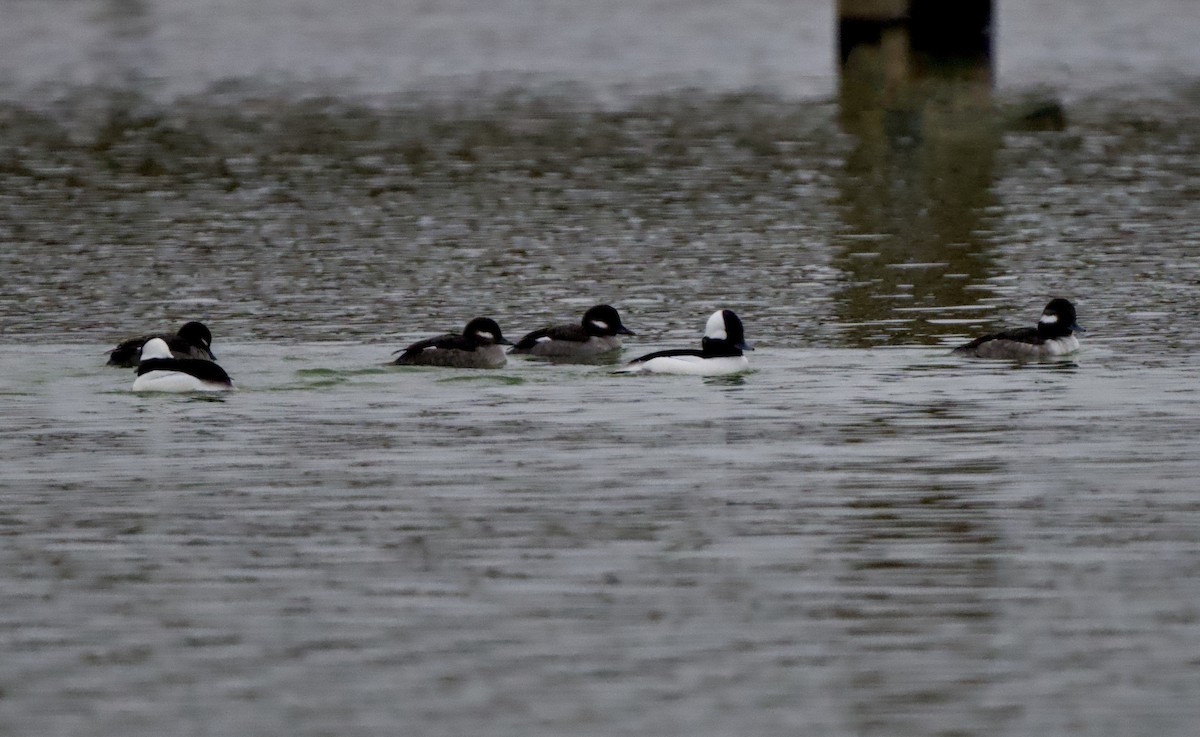 Bufflehead - ML646426843