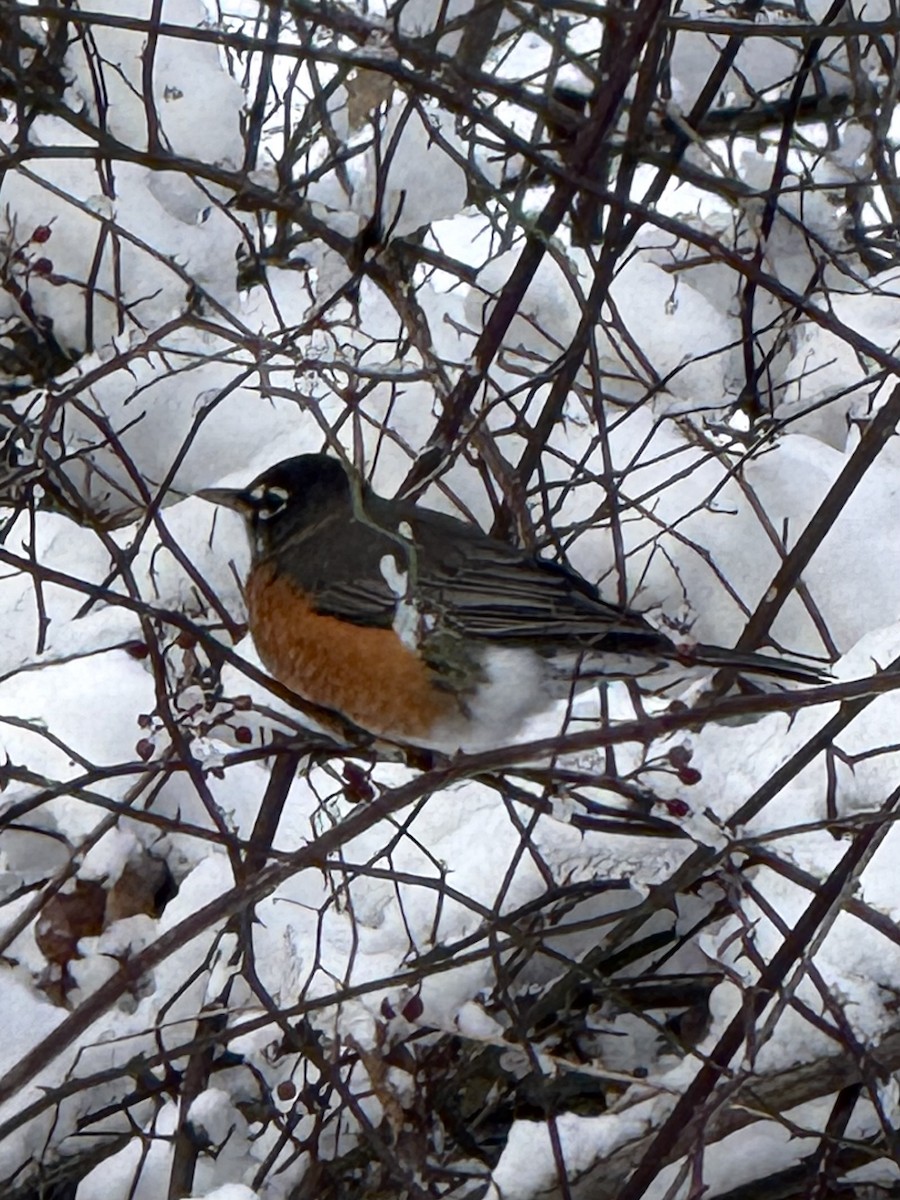 American Robin - ML646426844