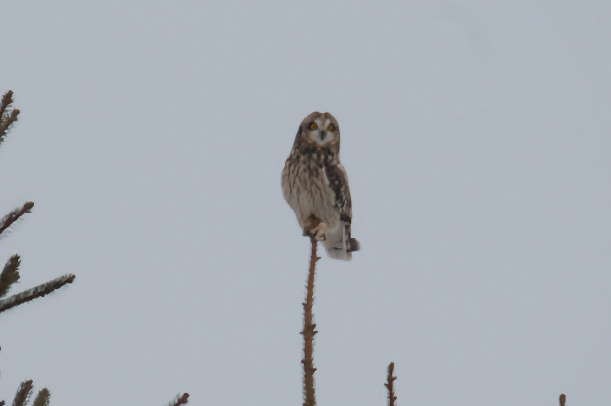 Short-eared Owl - ML646426847