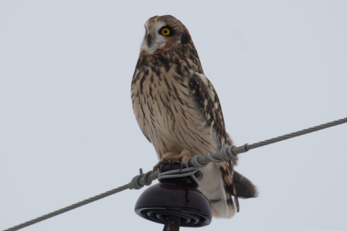 Short-eared Owl - ML646426848