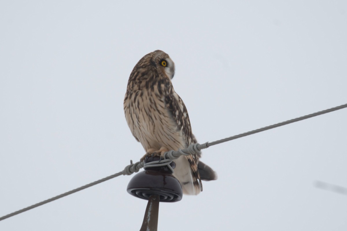 Short-eared Owl - ML646426849