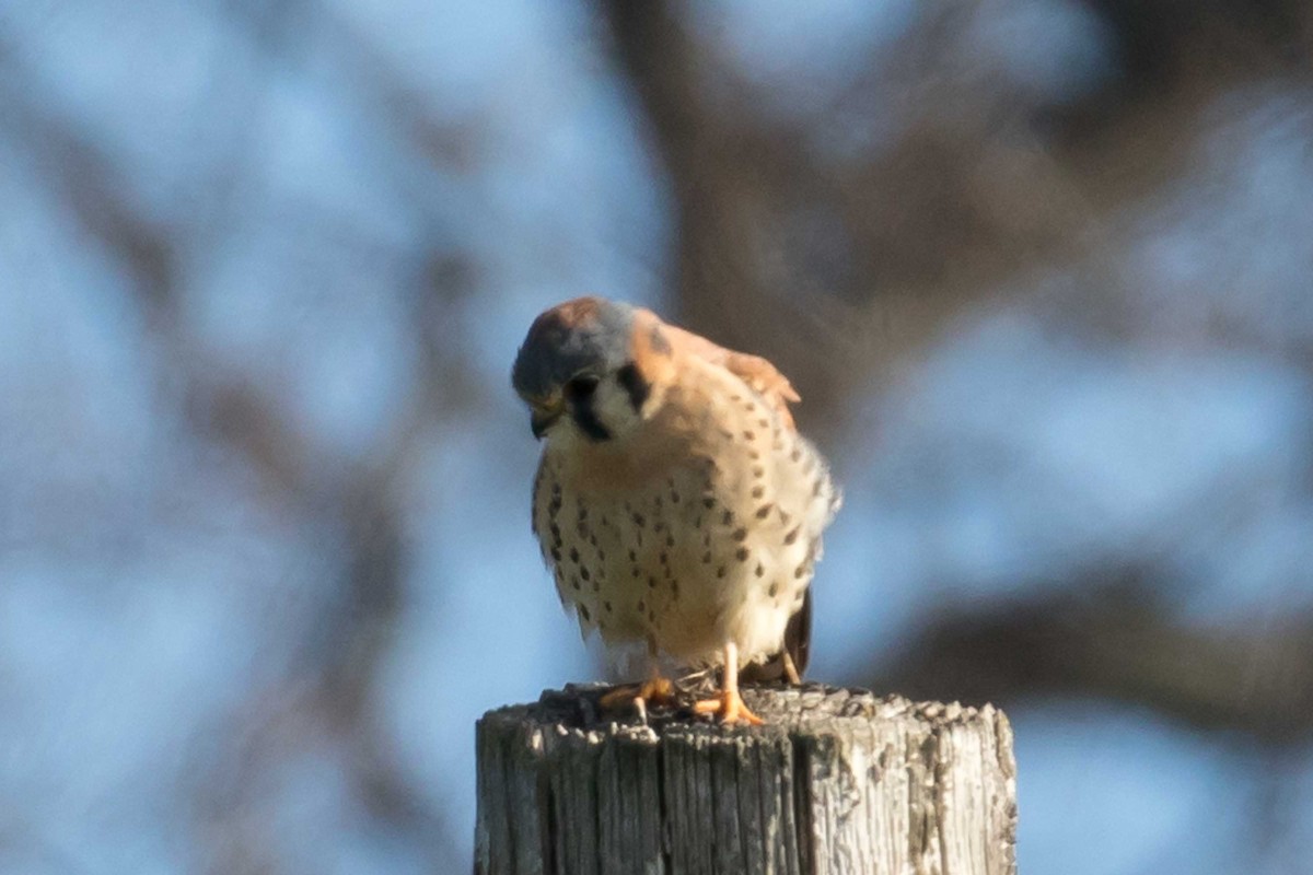 poštolka pestrá - ML646426850