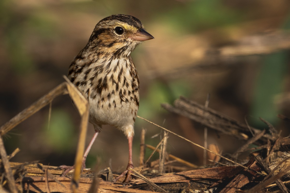 Savannah Sparrow (Savannah) - ML646426851