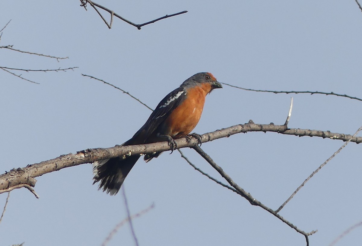 White-tipped Plantcutter - ML646426855