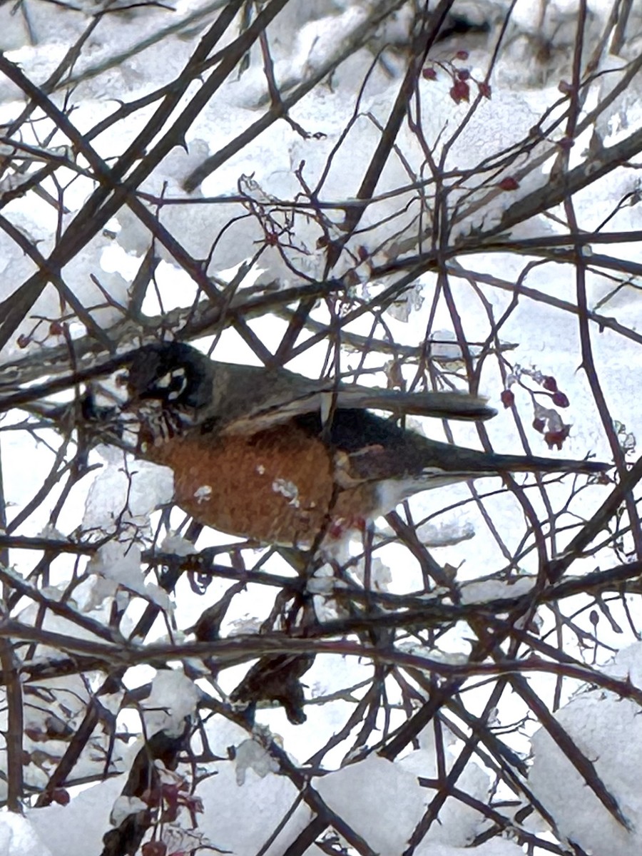 American Robin - ML646426856