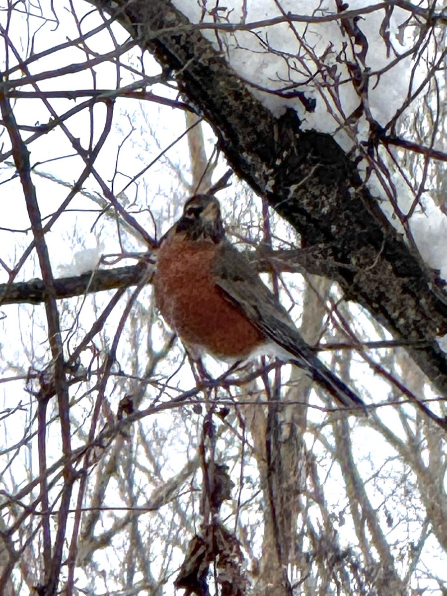 American Robin - ML646426857