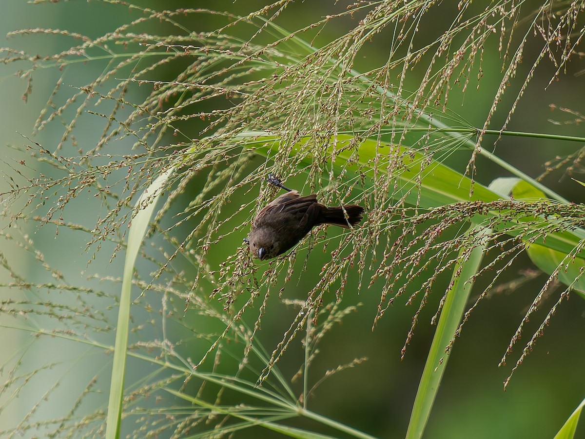 Variable Seedeater (Black) - ML646426859