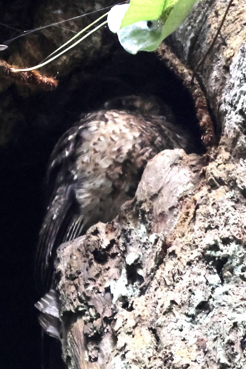 Wallace's Owlet-nightjar - ML646426860