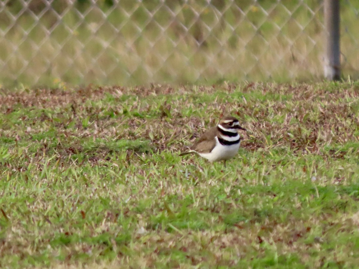 Killdeer - ML646426862