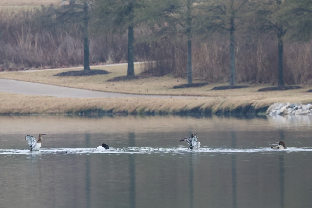 Murgilari bizkarzuria - ML646426864