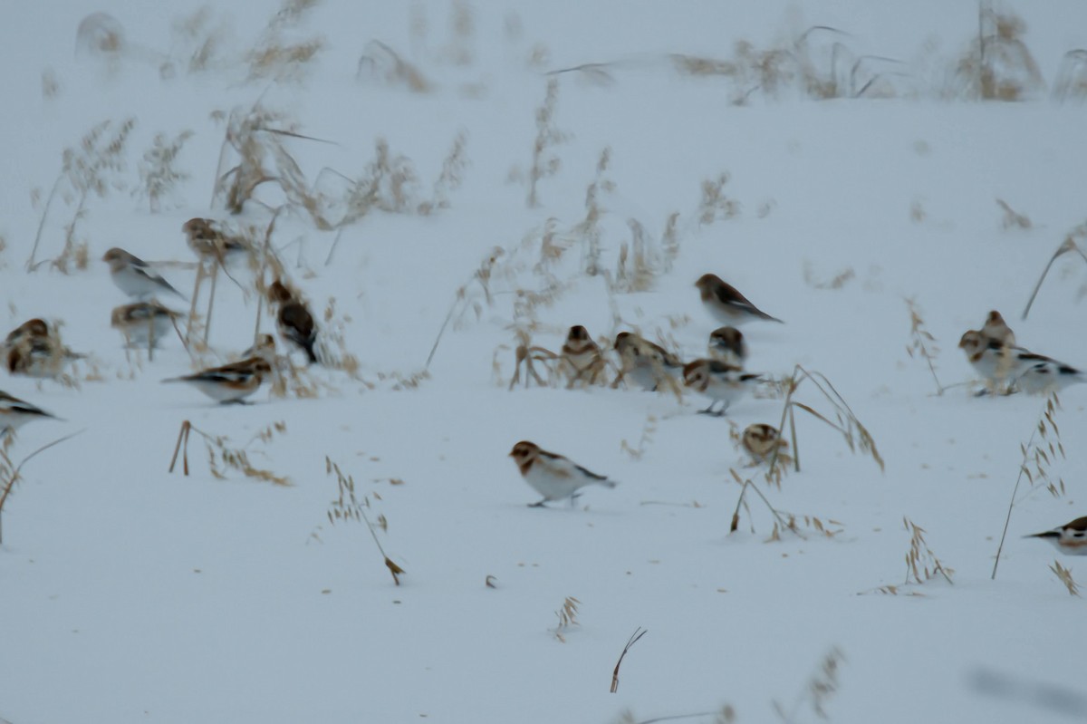 Snow Bunting - ML646426865