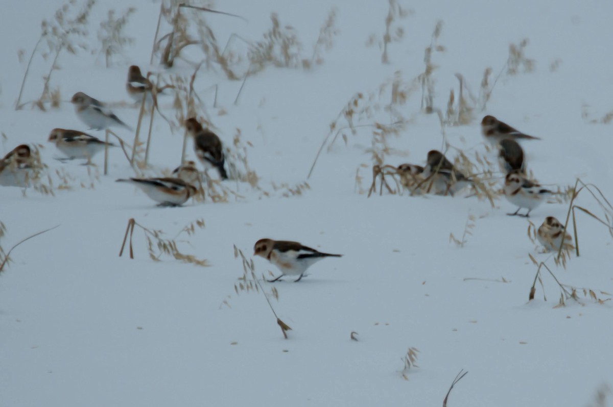 Snow Bunting - ML646426866
