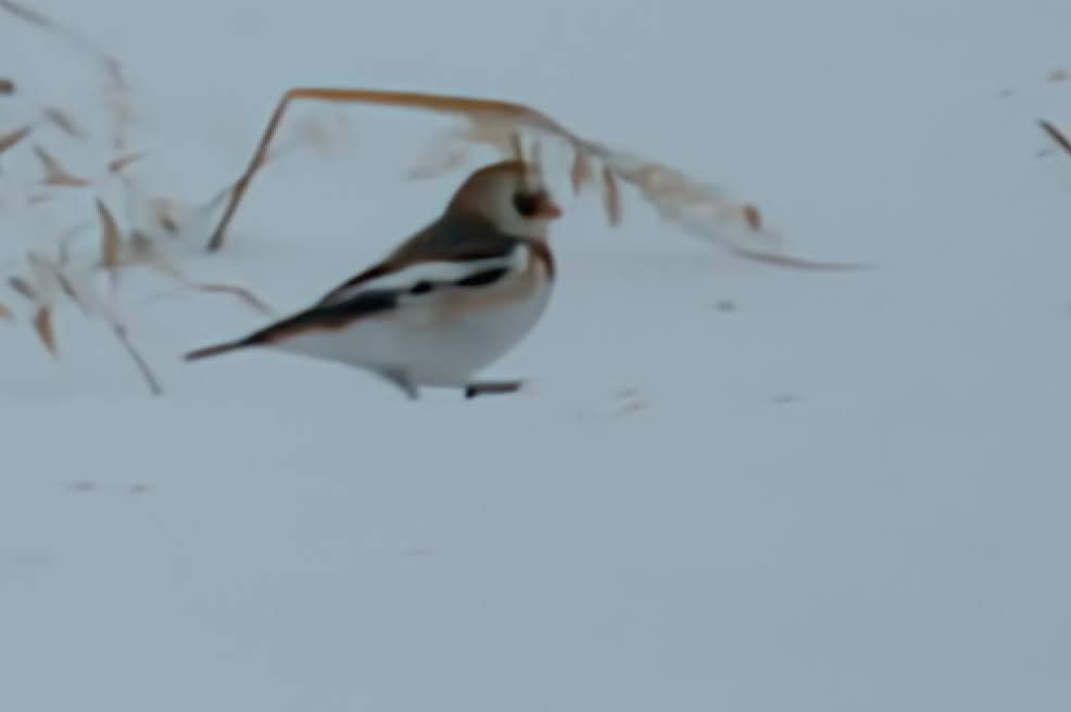 Snow Bunting - ML646426867