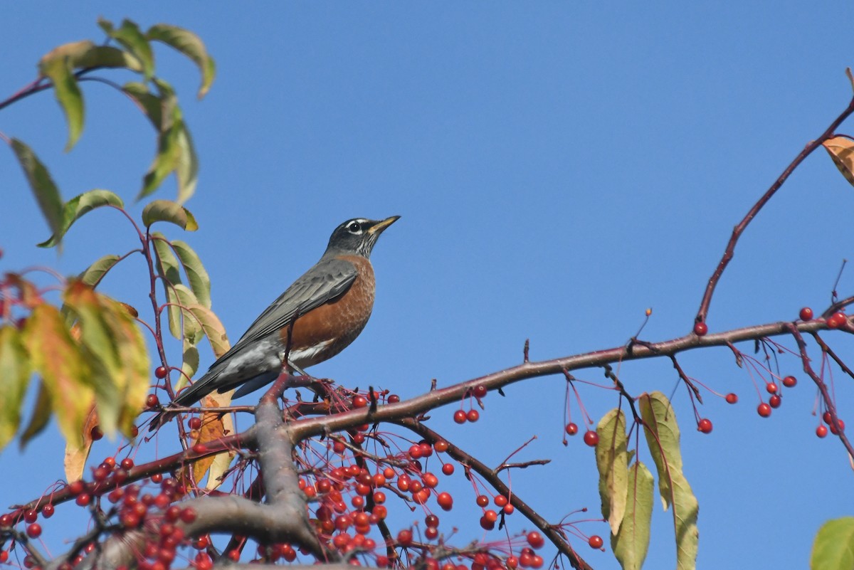 American Robin - ML646426870