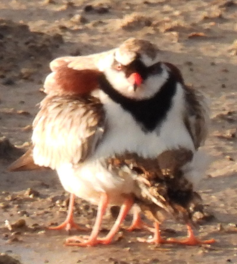 Black-fronted Dotterel - ML646426871