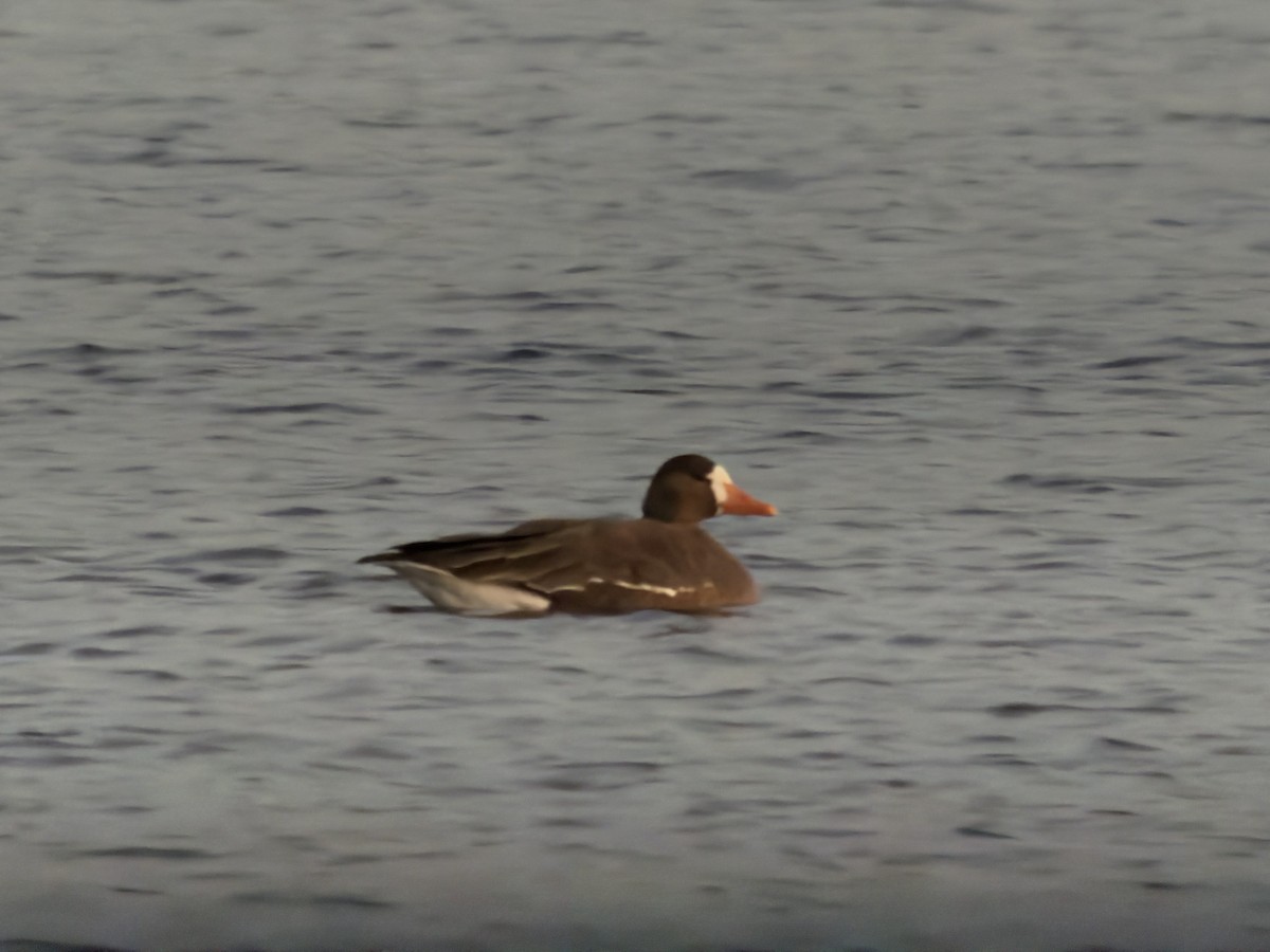 Greater White-fronted Goose - ML646426873
