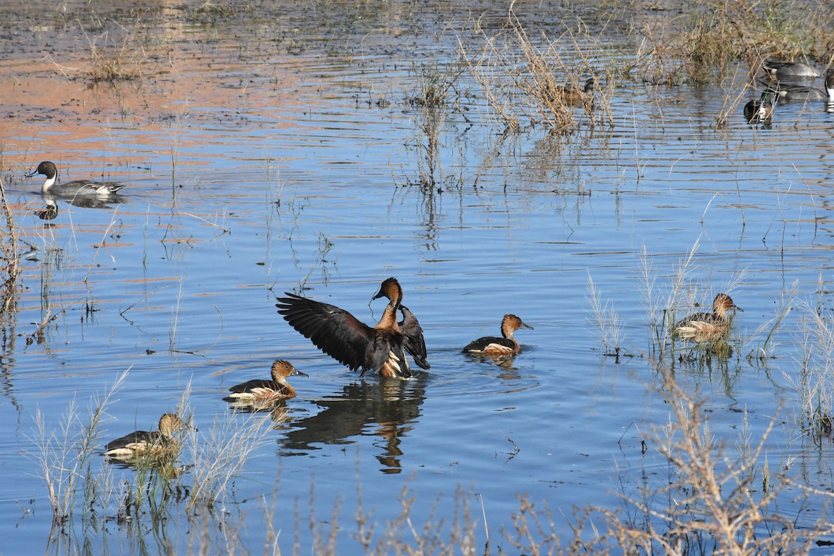 Zuhaitz-ahate kolorebikoa - ML646426874