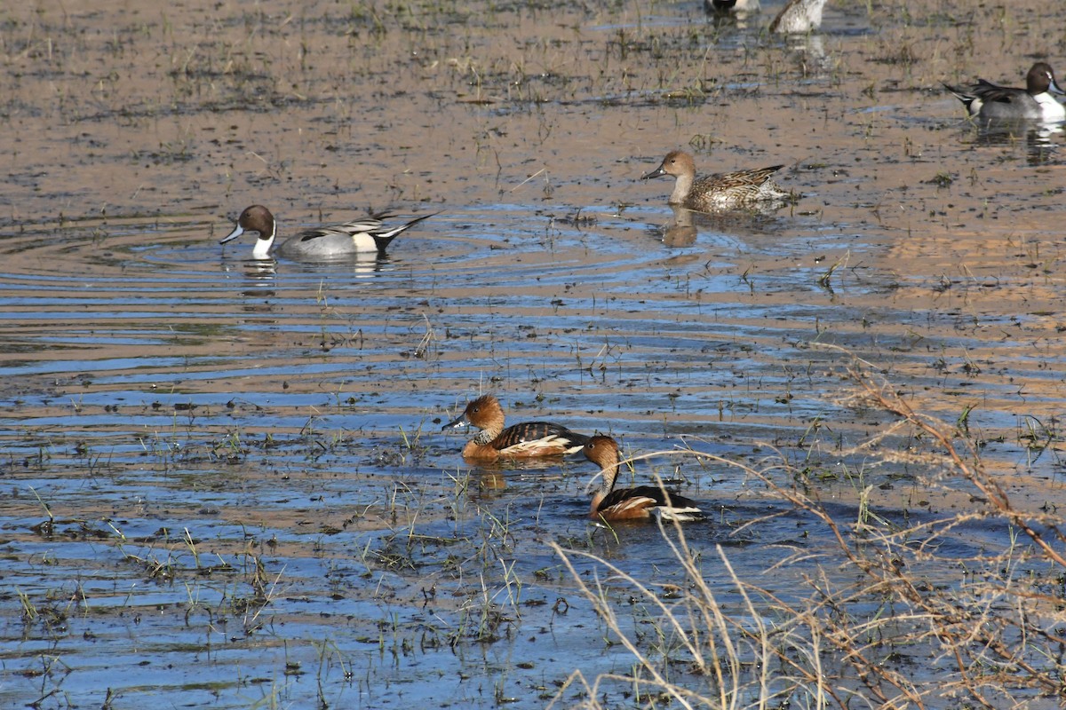 Zuhaitz-ahate kolorebikoa - ML646426878