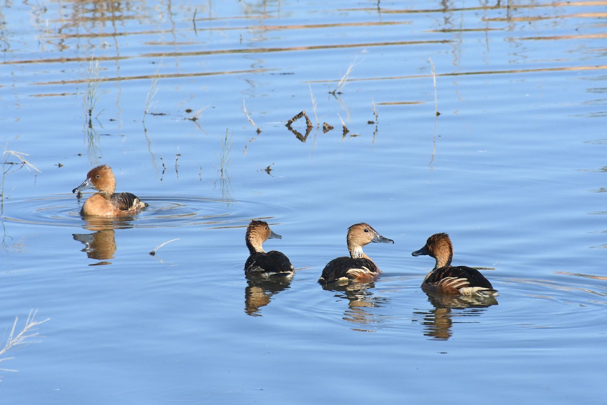 Zuhaitz-ahate kolorebikoa - ML646426879