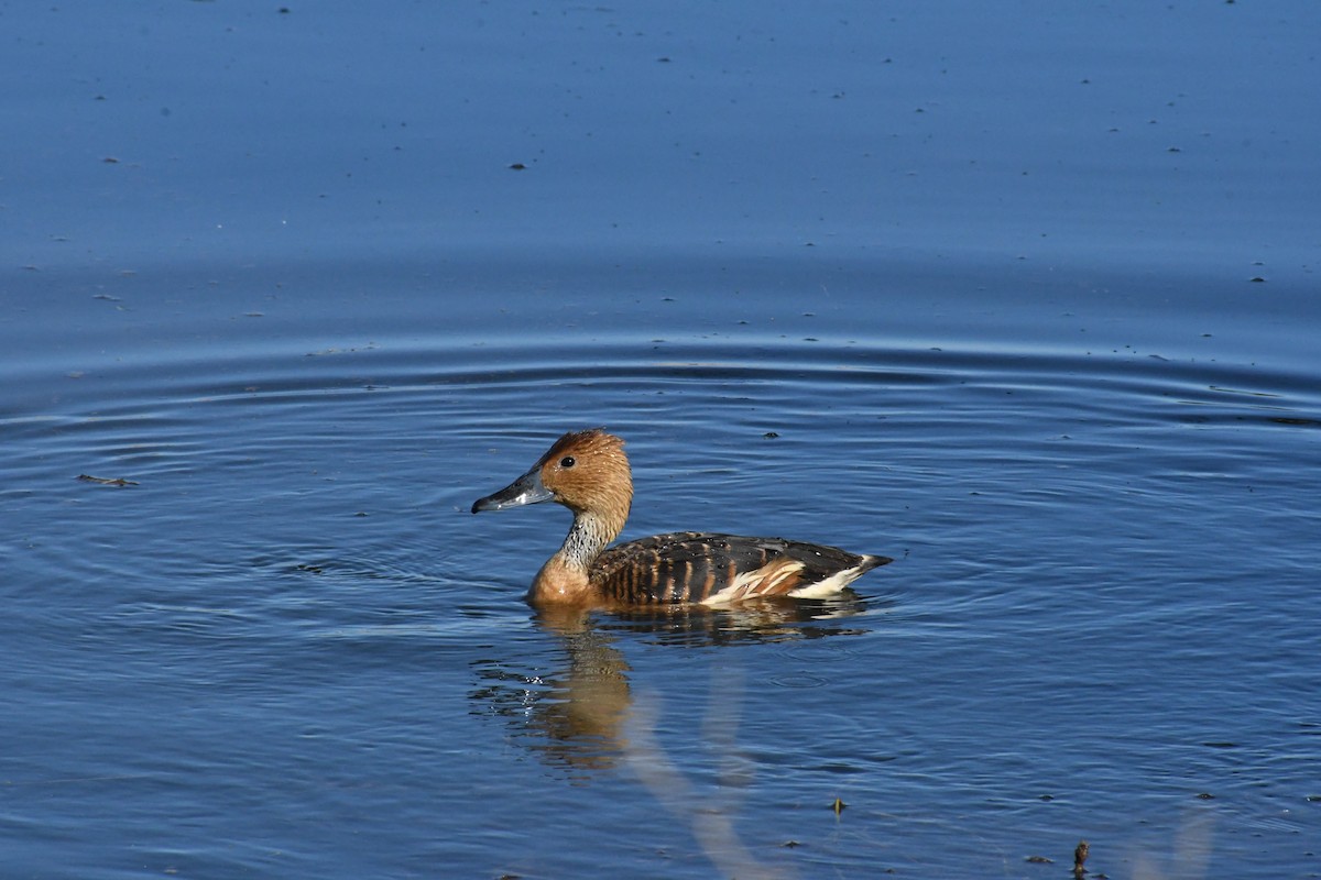 Zuhaitz-ahate kolorebikoa - ML646426880