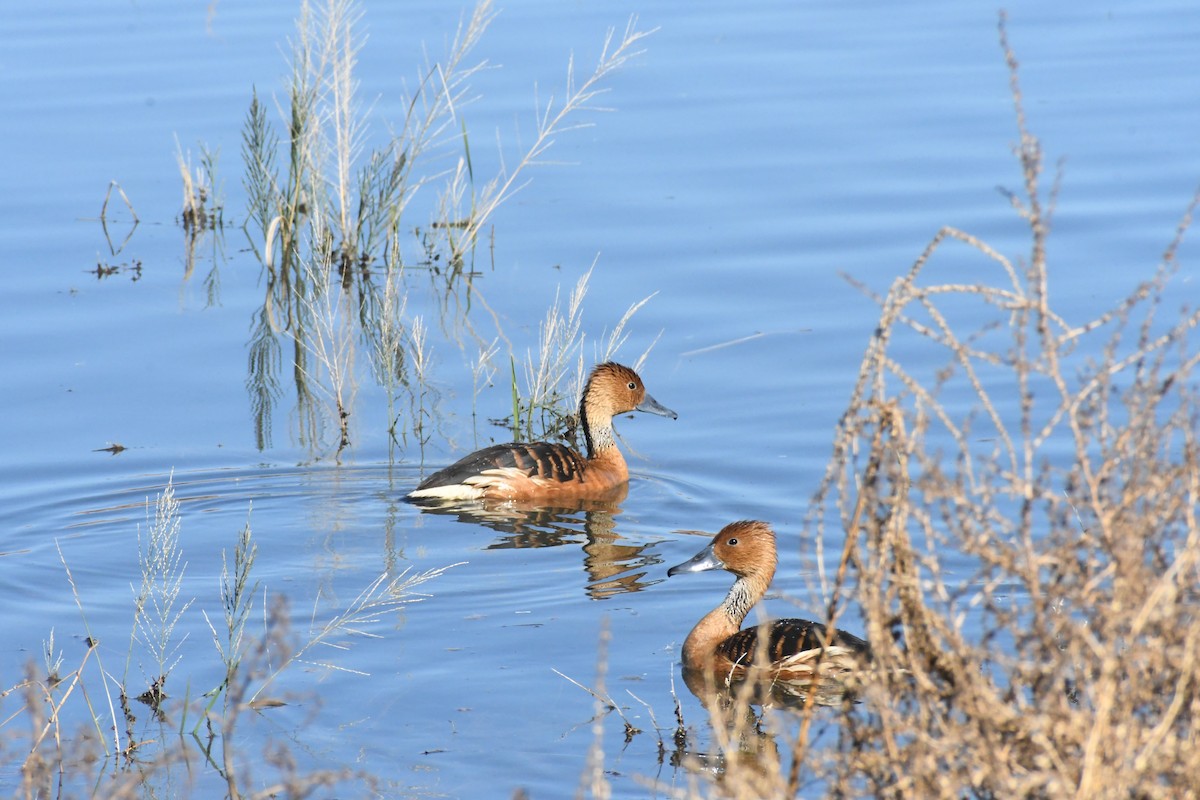 Zuhaitz-ahate kolorebikoa - ML646426881