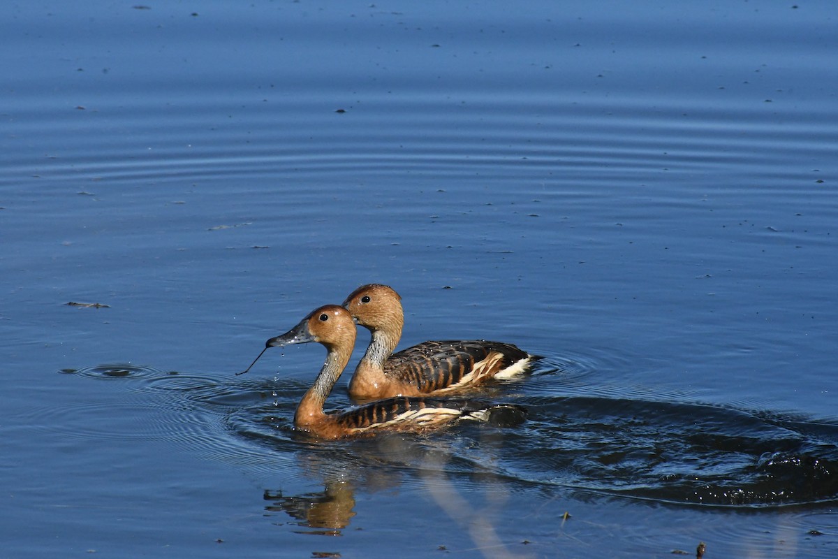 Zuhaitz-ahate kolorebikoa - ML646426882