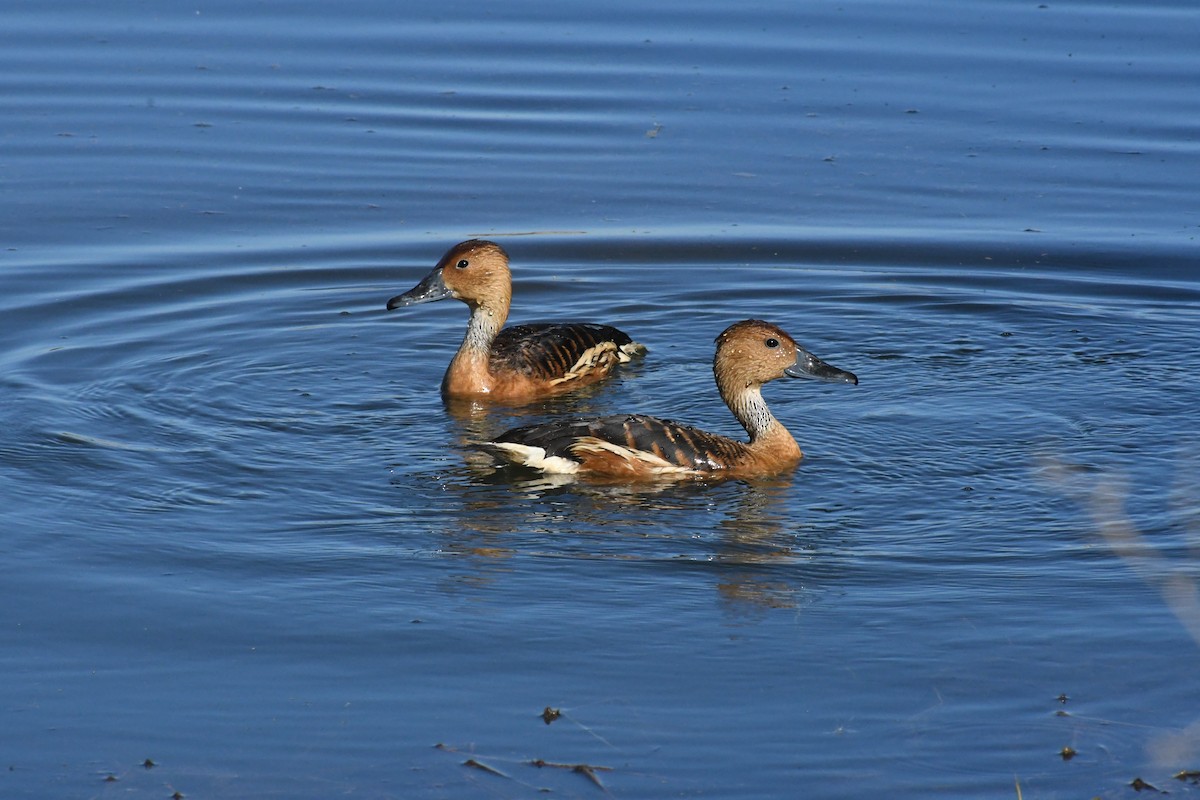 Fulvous Whistling-Duck - ML646426883