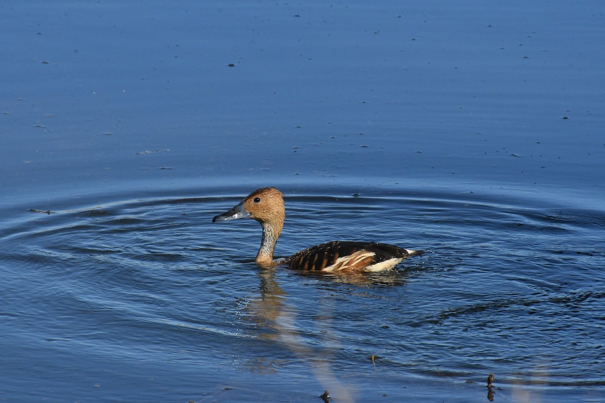 Fulvous Whistling-Duck - ML646426884