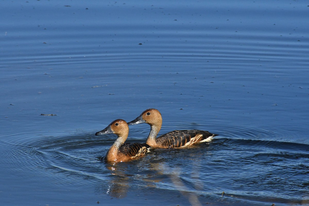 Fulvous Whistling-Duck - ML646426885