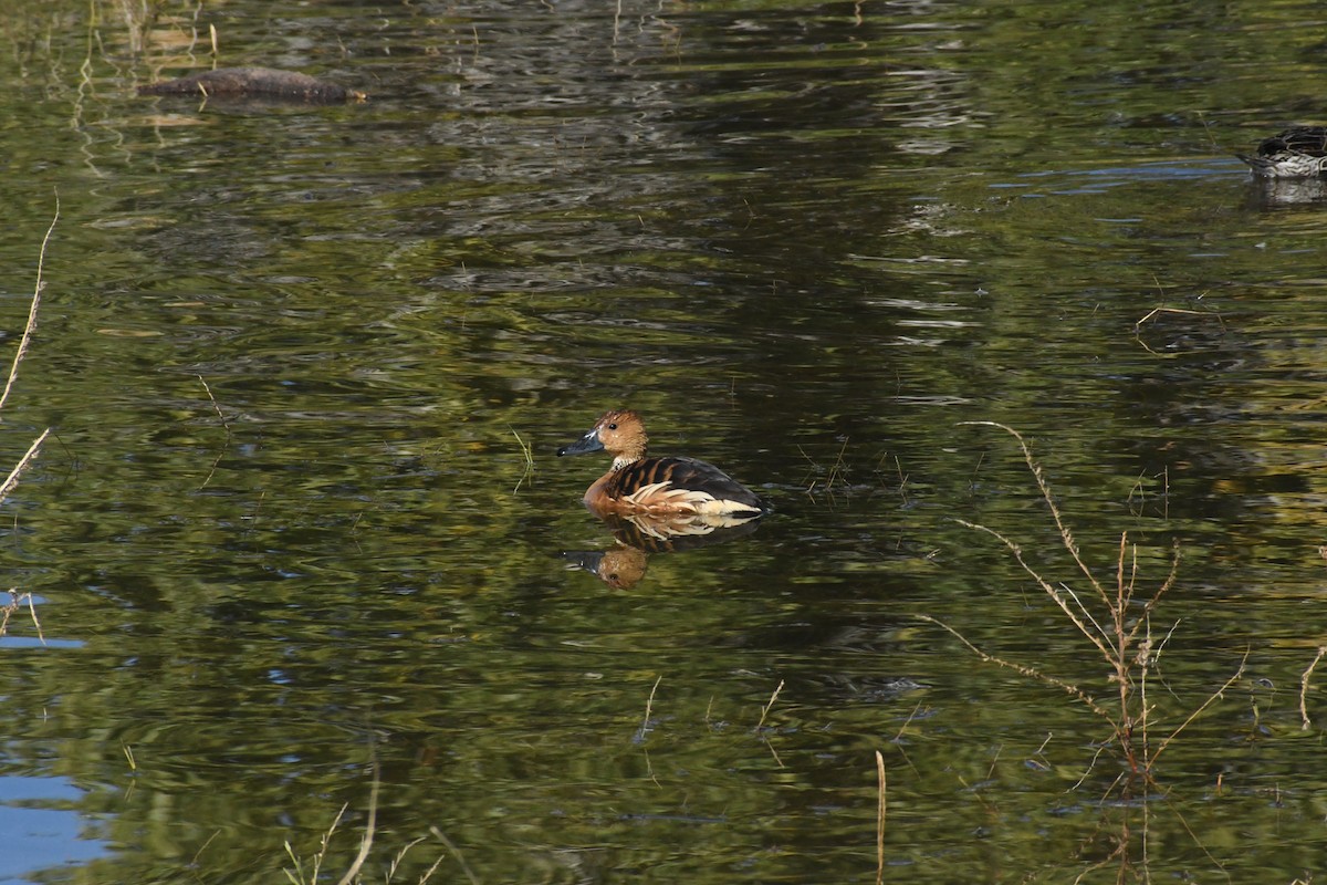 Fulvous Whistling-Duck - ML646426887