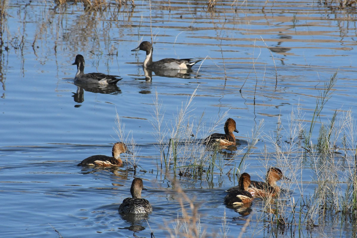 Fulvous Whistling-Duck - ML646426888