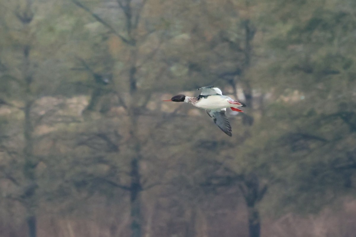 Red-breasted Merganser - ML646426892