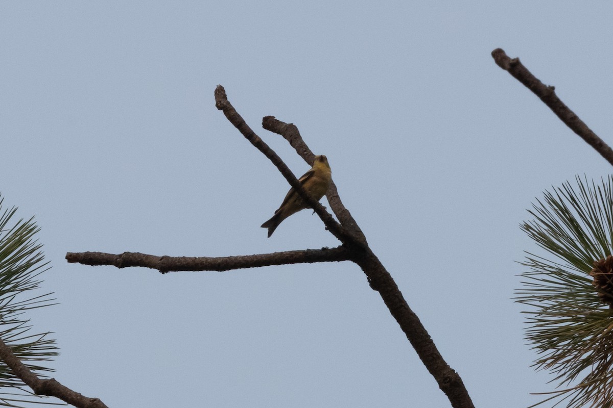 Altın İskete - ML646426893