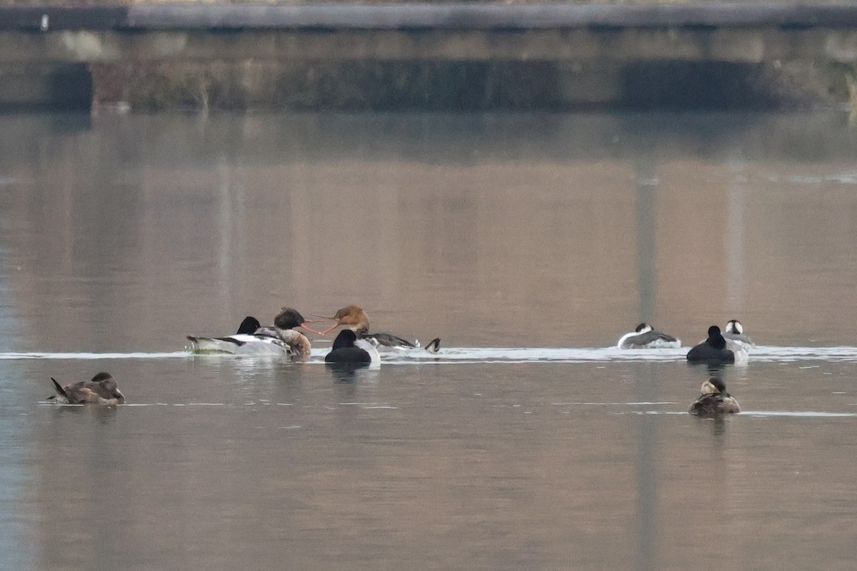 Red-breasted Merganser - ML646426894