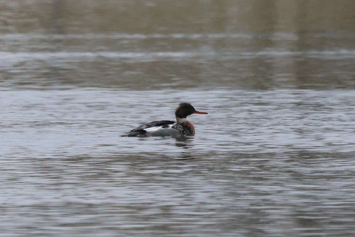 Red-breasted Merganser - ML646426895