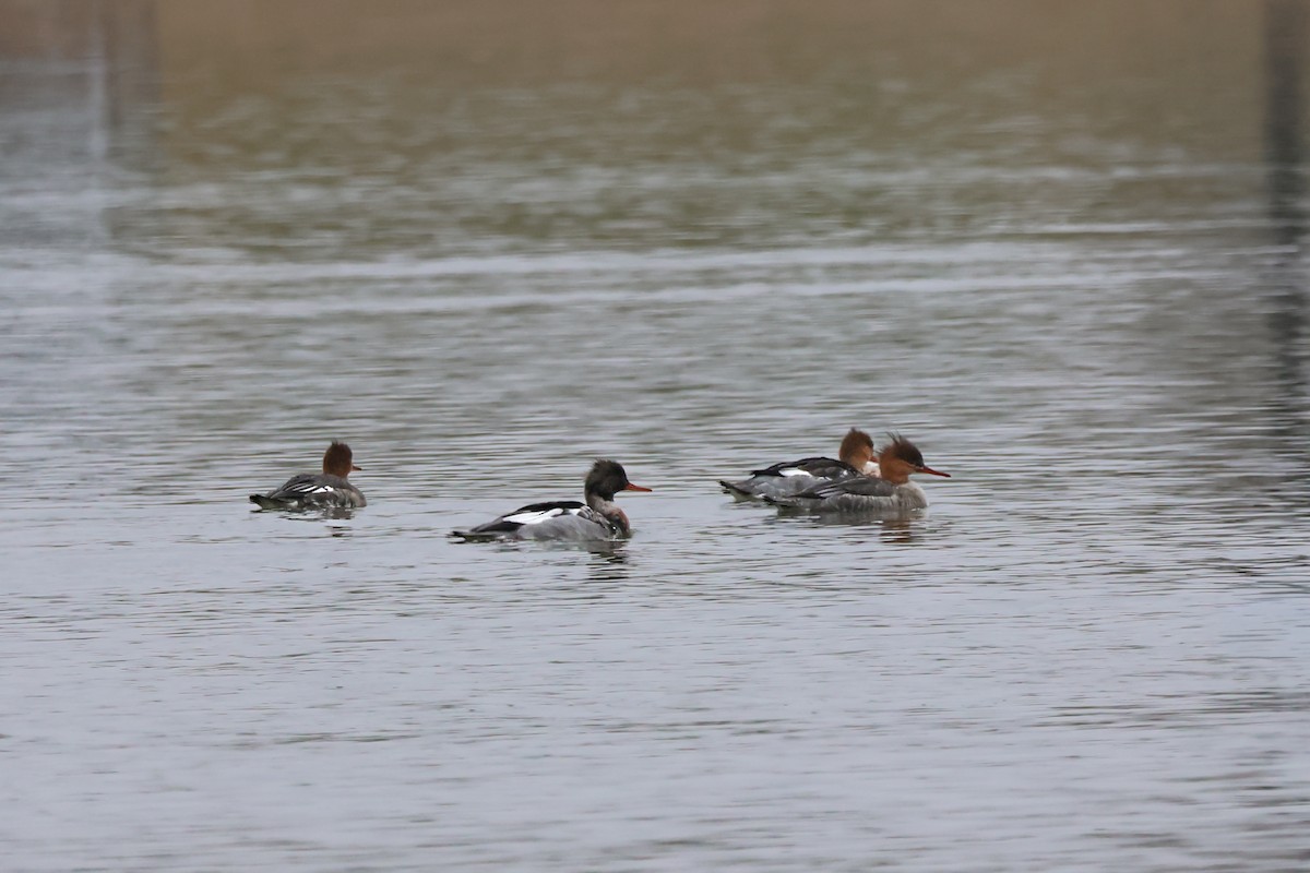Red-breasted Merganser - ML646426896
