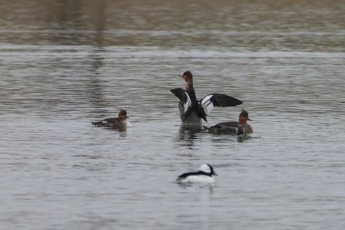 Red-breasted Merganser - ML646426897