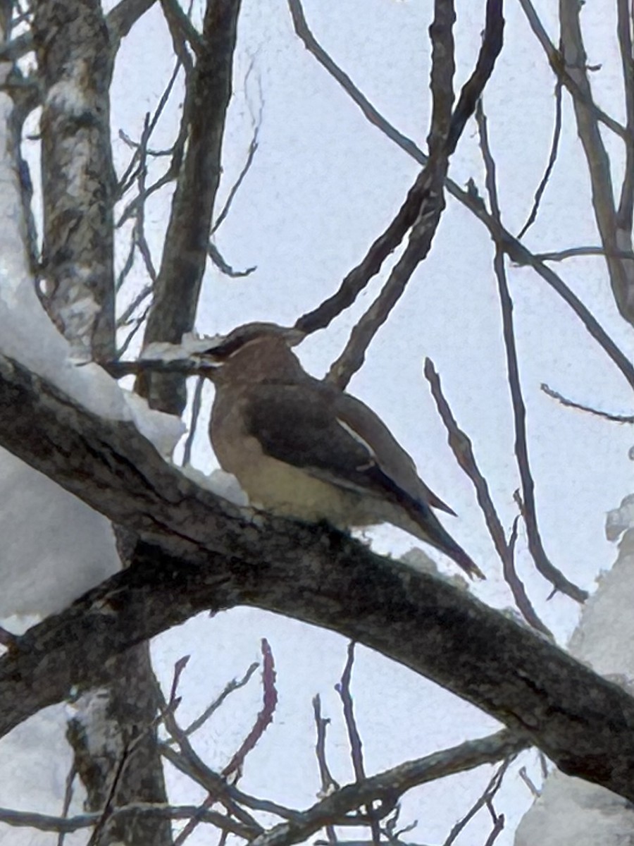 Cedar Waxwing - ML646426898