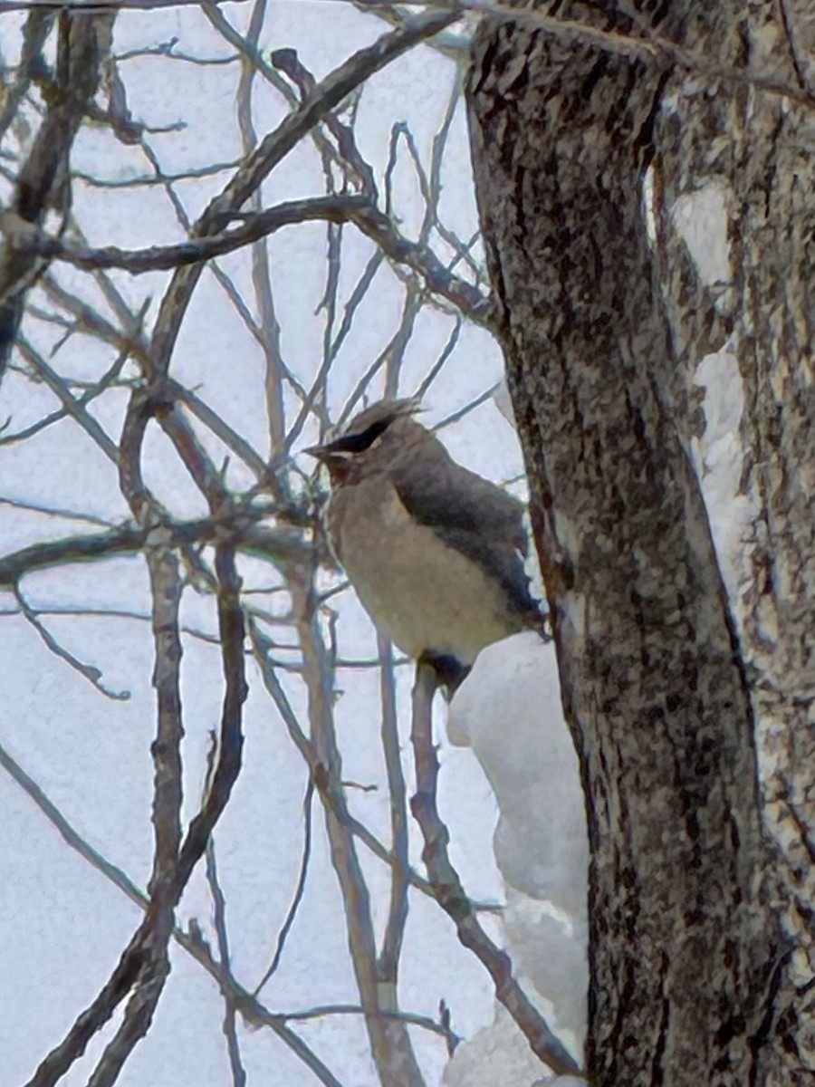 Cedar Waxwing - ML646426899