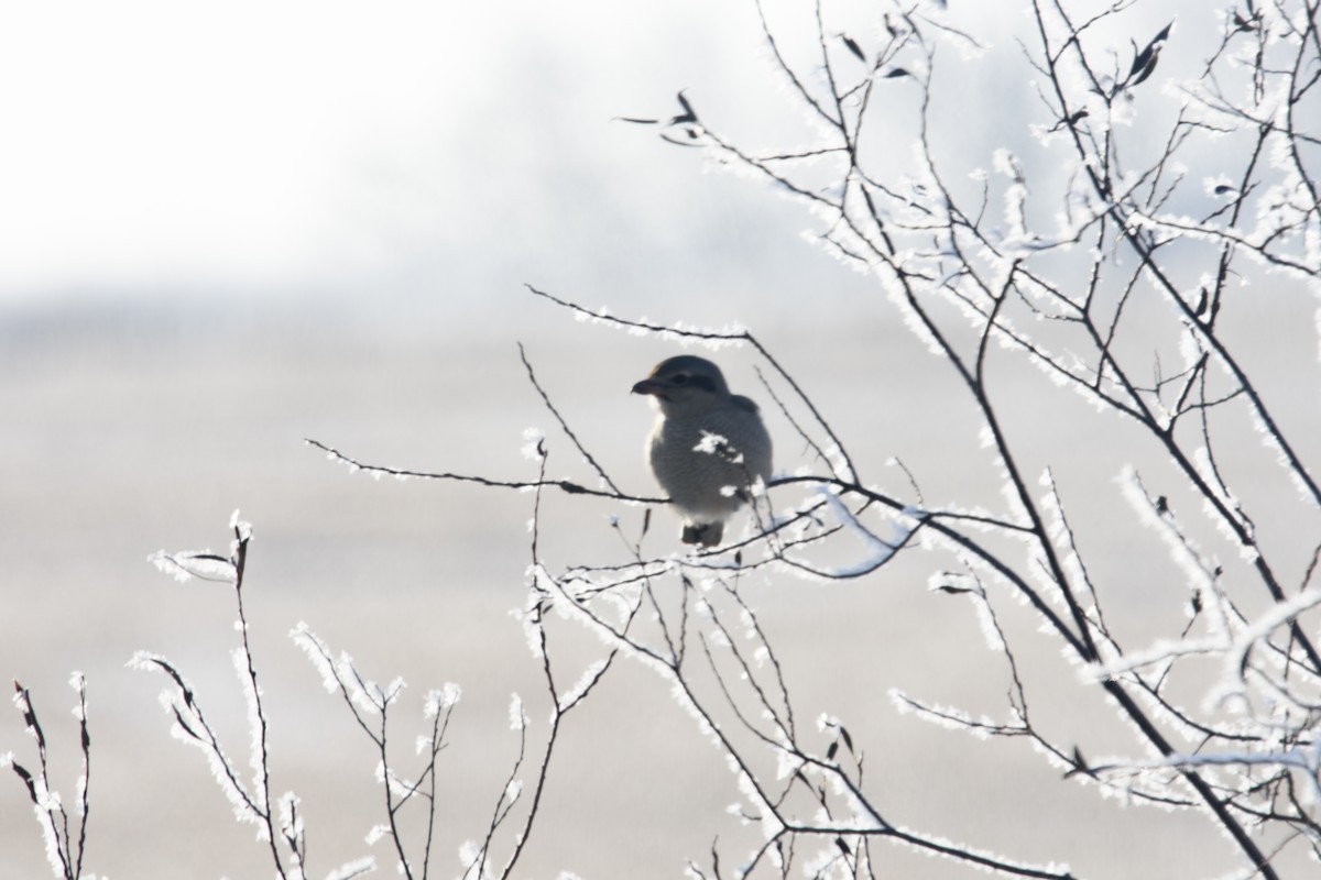 Antzandobi boreala - ML646426901