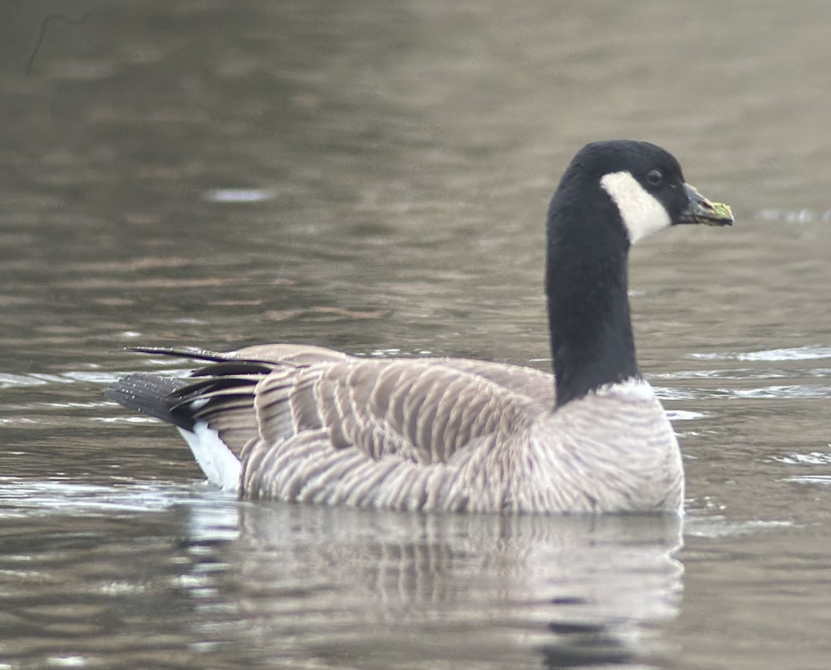 berneška malá - ML646426902