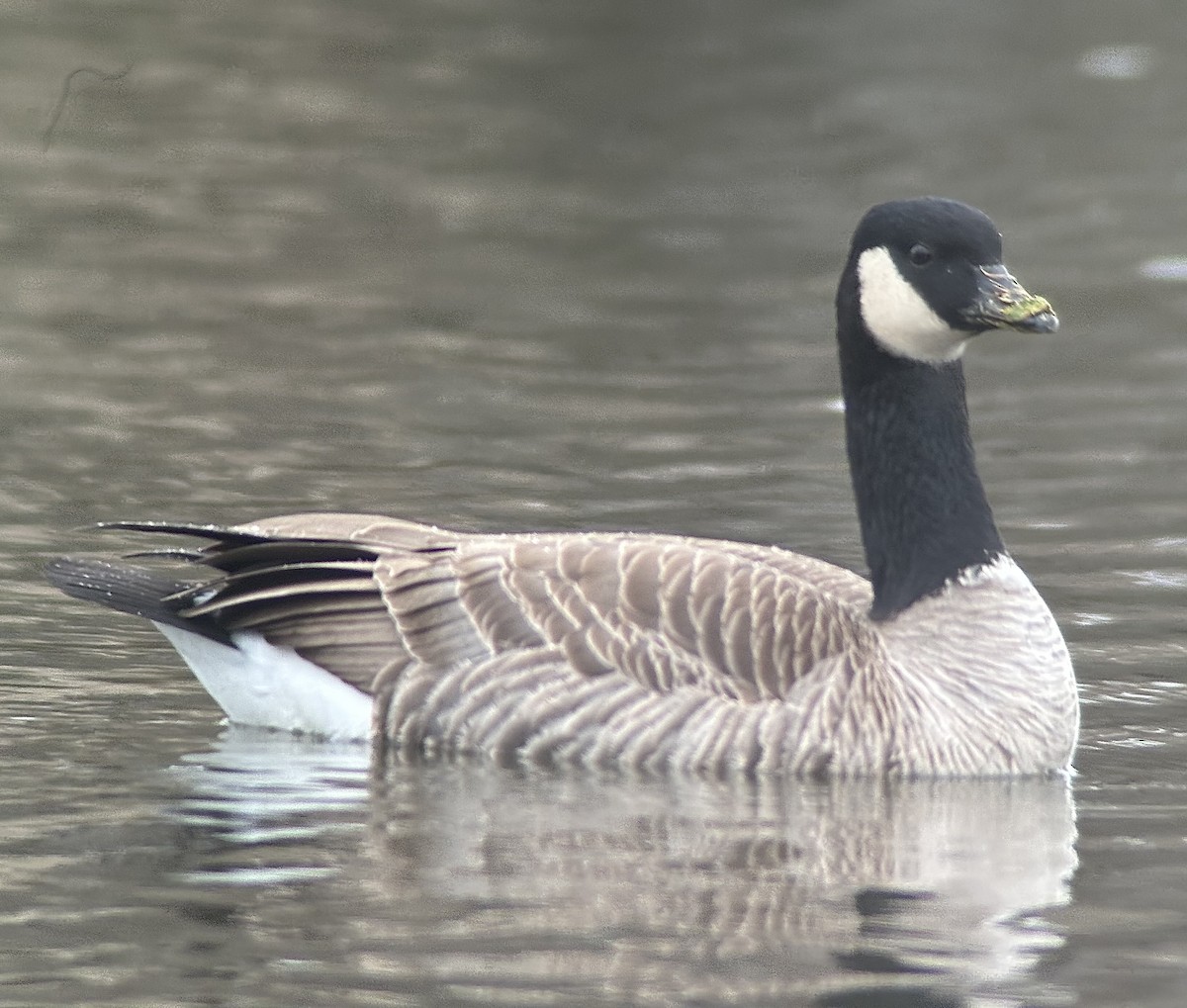Харлаг галуу - ML646426903