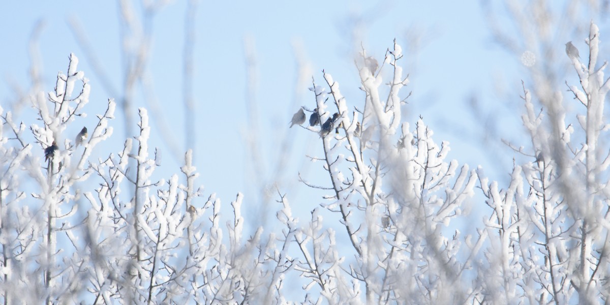 Ampelis Europeo - ML646426905