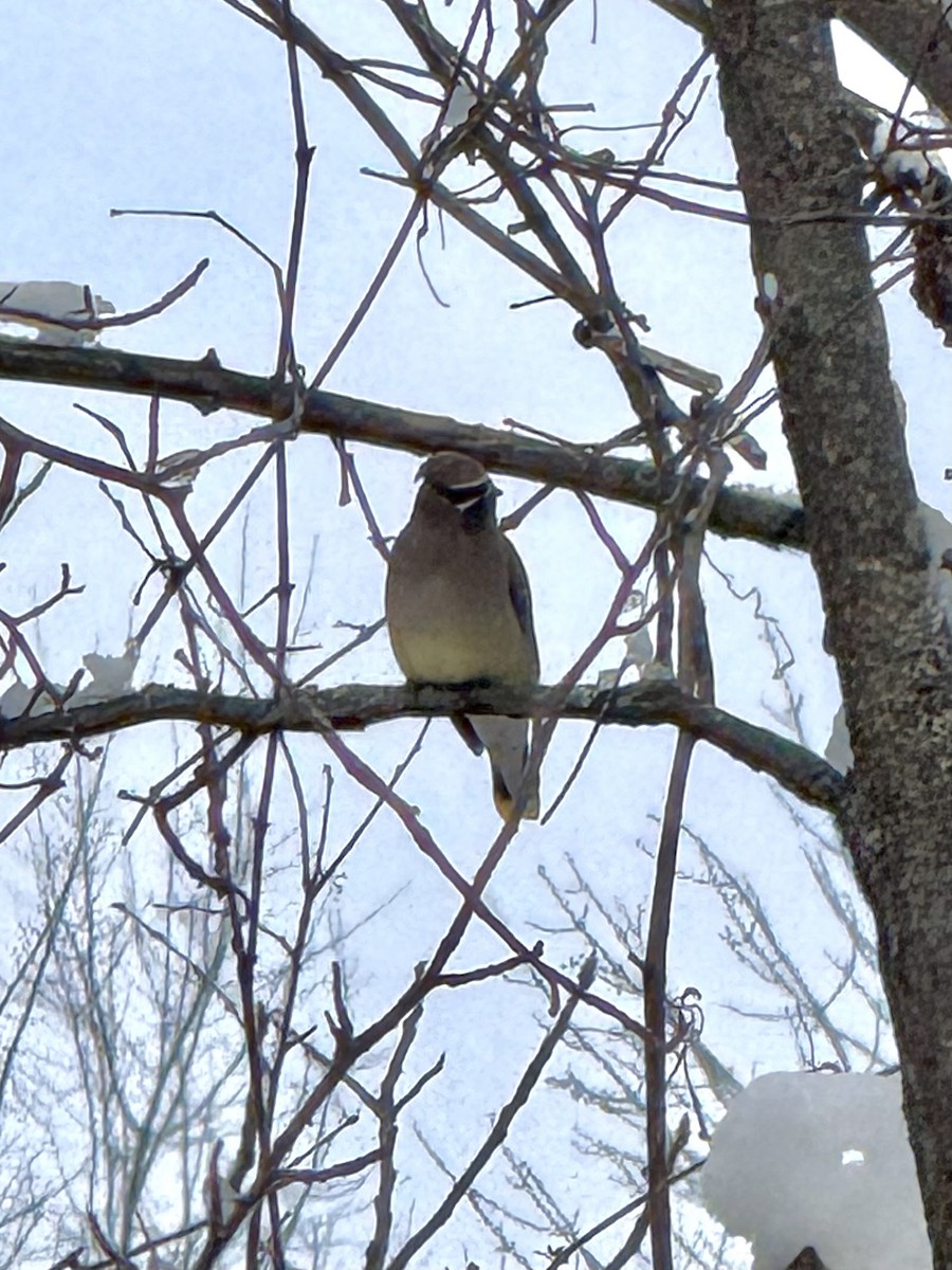 Cedar Waxwing - ML646426908