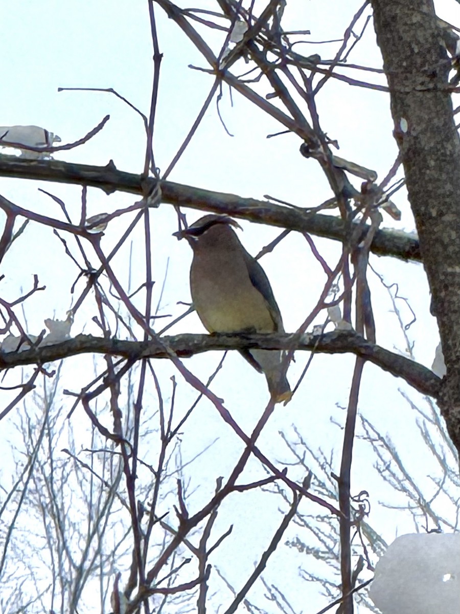 Cedar Waxwing - ML646426909