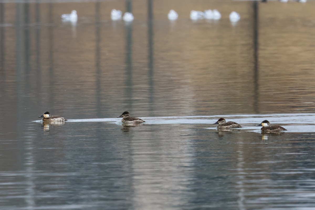 Ruddy Duck - ML646426913