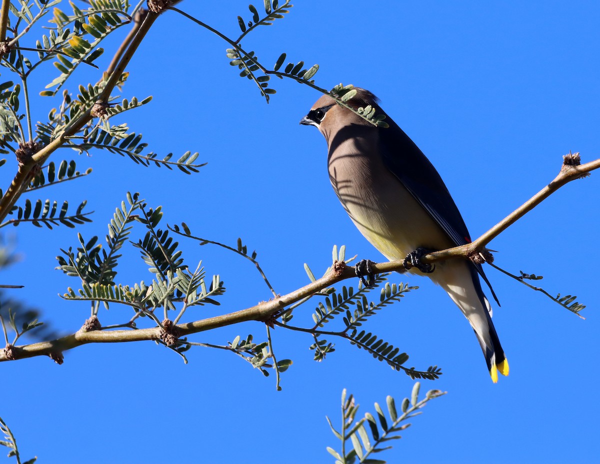Cedar Waxwing - ML646426916